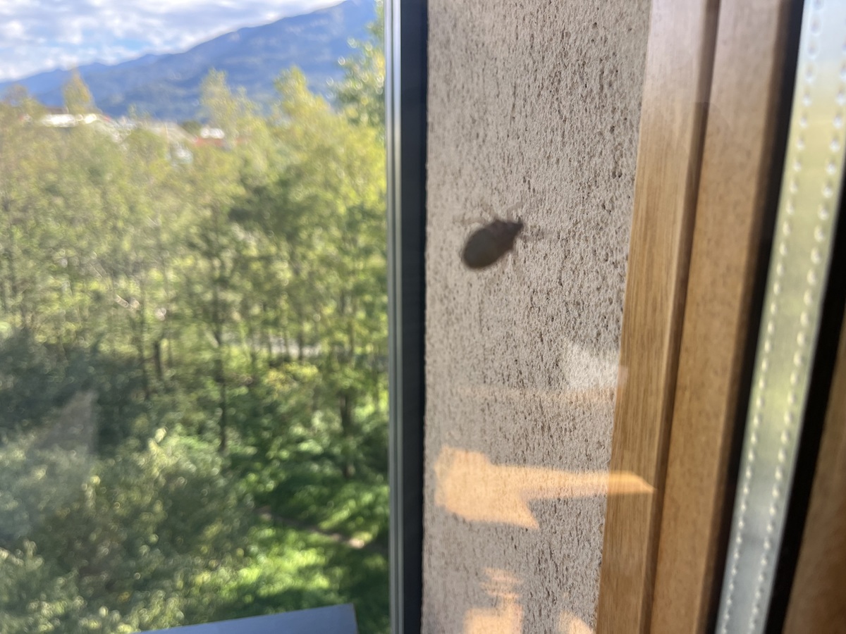 Puzza di cimice sulle mani