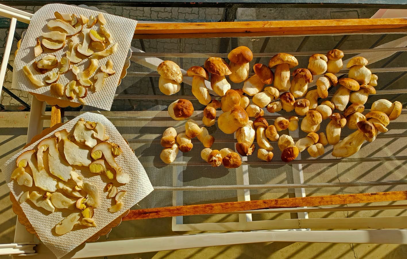 Raccolta funghi Lombardia