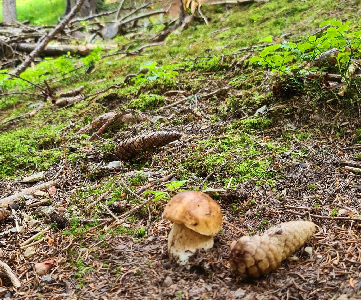 andare a funghi