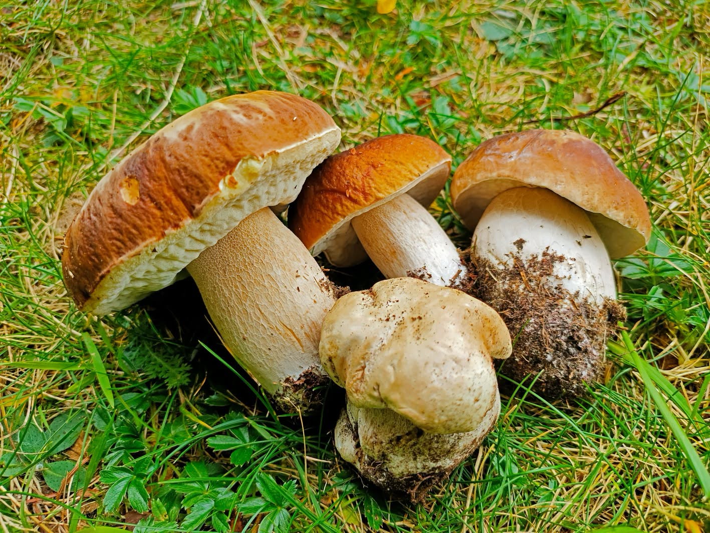 raccogliere funghi in Lombardia