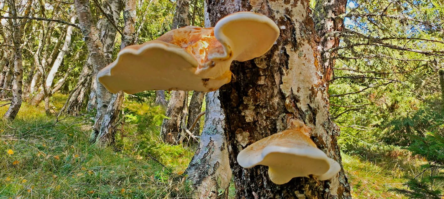 sicurezza funghi